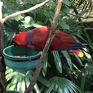 Female Eclectus Parrot