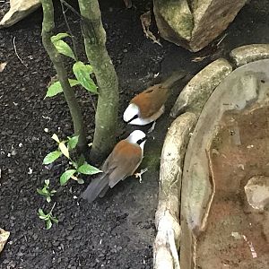 Pair of White-crested Laughingthrushes