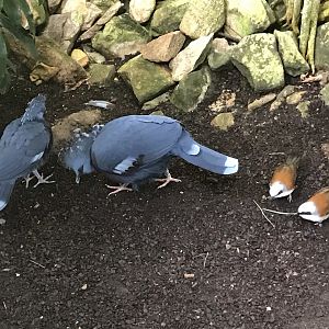 Pair of Victoria Crowned Pigeons and White-crested Laughingthrushes