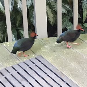Pair of Crested Wood-Partridges