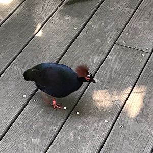Pair of Crested Wood-Partridges