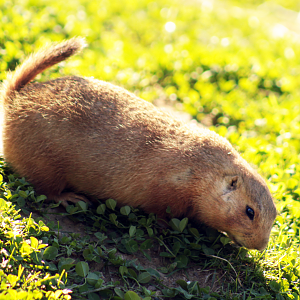 Oct. 2021 - Northern Trail - Black-tailed Prairie Dog