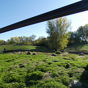 Oct. 2021 - Northern Trail - Black-tailed Prairie Dog + American Bison Exhibits