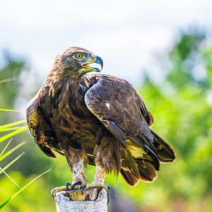 Huey the male Golden Eagle