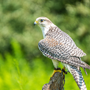 Speedy the male Gyrfalcon