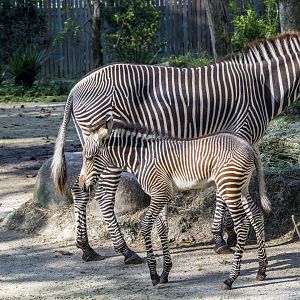 Baby Grévy's zebra (Equus grevyi)