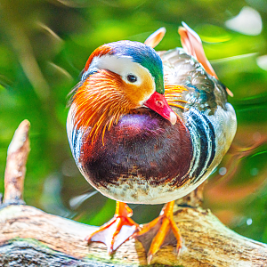 Sonic the male Mandarin Duck