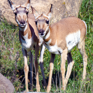 Oct. 2021 - Northern Trail - Pronghorn