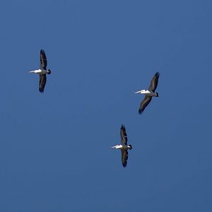 Australian Pelicans