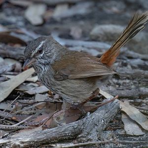 Chestnut-rumped Heathwren