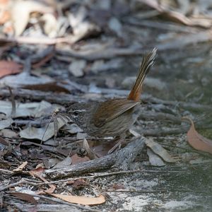 Chestnut-rumped Heathwren