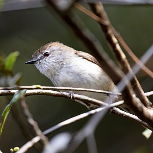 Brown Gerygone