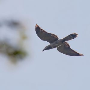 Channel-billed Cuckoo