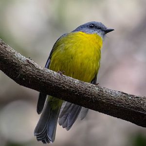 Eastern Yellow Robin