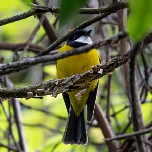 Golden Whistler