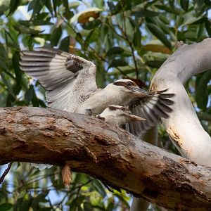 Kookaburras mating