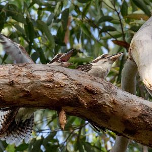 Kookaburras having a post-coital laugh