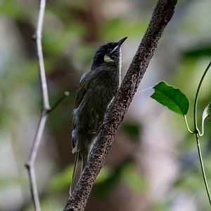 Lewin's Honeyeater