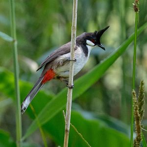 Red-whiskered Bulbul