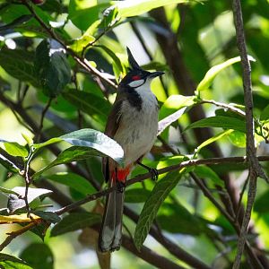 Red-whiskered Bulbul