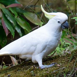 Sulphur-crested Cockatoo