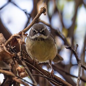 White-browed Scrubwren