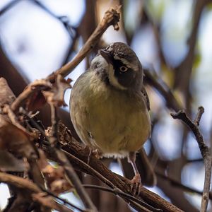 White-browed Scrubwren