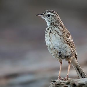 Australian Pipit