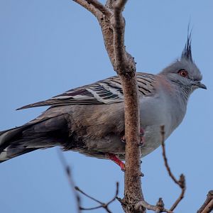 Crested Pigeon