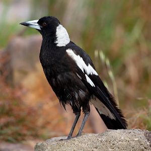 Australian Black-backed Magpie