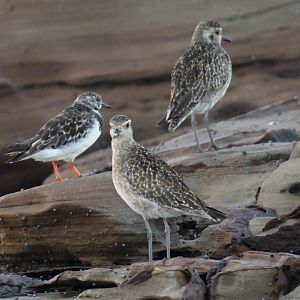 Pacific Golden Plovers (and a Ruddy Turnstone)