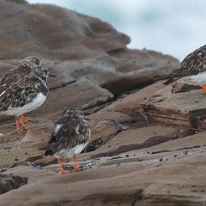 Ruddy Turnstones