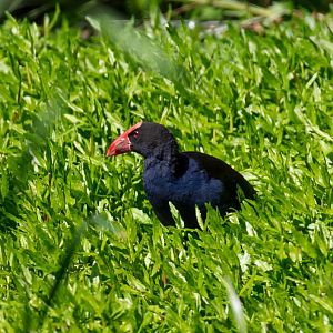 Australasian Swamphen