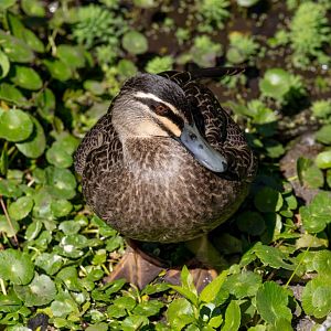 Pacific Black Duck