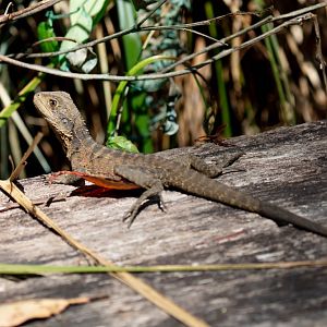 Eastern Water Dragon juvenile