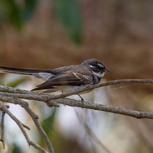 Grey Fantail