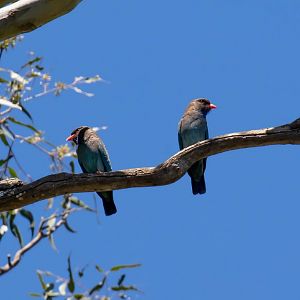 Dollarbirds