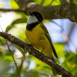 Golden Whistler