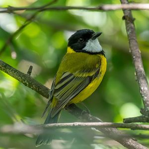 Golden Whistler