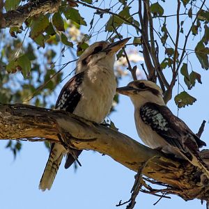 Kookaburras