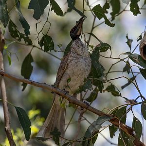 Noisy Friarbird