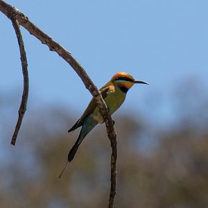 Rainbow Bee-eater
