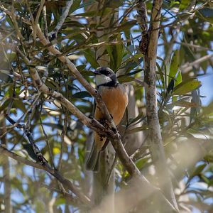 Rufous Whistler