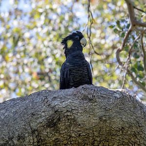 Yellow-tailed Black Cockatoo