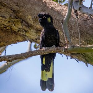 Yellow-tailed Black Cockatoo