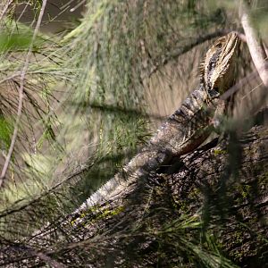 Eastern Water Dragon
