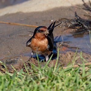Welcome Swallow collecting mud for a nest