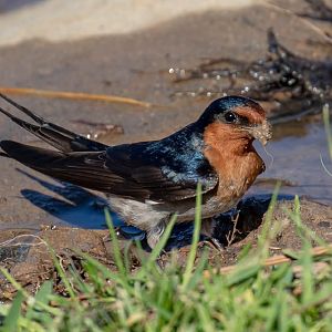 Welcome Swallow collecting mud for a nest
