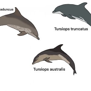 Tursiops study