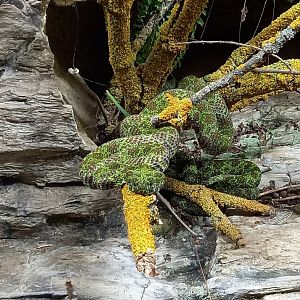 Mangshan pit viper - Protobothrops mangshanensis